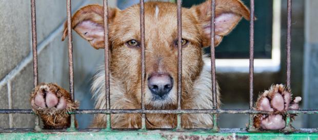 Animals seized by authorities from Hewitt home Dog in cage - via Pixabay - Pixabay.com Animals seized by authorities from Hewitt home Dog in cage - via Pixabay - Pixabay.com