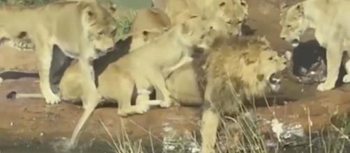 9 lionesses attacked a male lion at the West Midlands Safari Park over food. [Image Svetzari/YouTube]