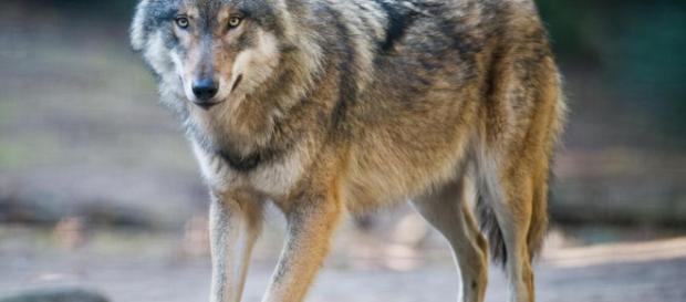 les loups recherchent un droit de cité à Berlin les loups recherchent un droit de cité à Berlin