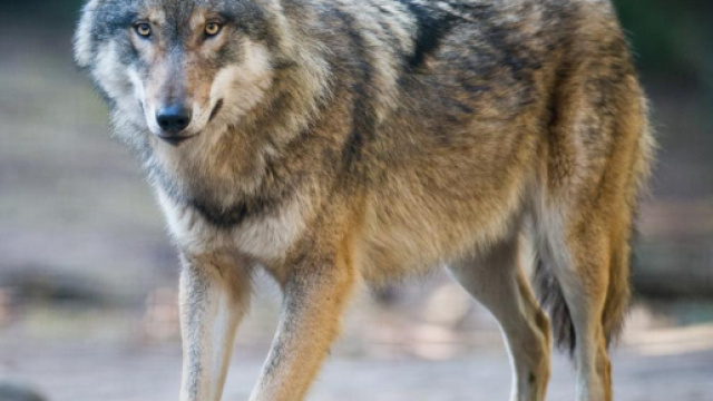 les loups recherchent un droit de cité à Berlin