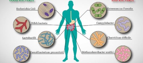 Il microbiota intestinale può predirre l'obesità infantile