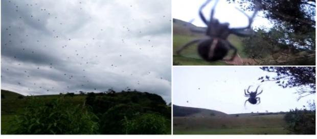 Chuva de aranhas em Minas Gerais assusta moradores (Reprodução) Chuva de aranhas em Minas Gerais assusta moradores (Reprodução)