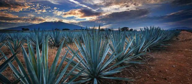 Tequila, Jalisco, cuenta con un paisaje agavero inigualable /Guadalajara - com.mx Tequila, Jalisco, cuenta con un paisaje agavero inigualable /Guadalajara - com.mx