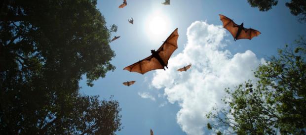 Měnglà: il virus cinese, simile all'Ebola, diffuso dai pipistrelli Měnglà: il virus cinese, simile all'Ebola, diffuso dai pipistrelli