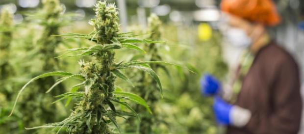 Si riapre il dibattito sulla legalizzazione della cannabis Si riapre il dibattito sulla legalizzazione della cannabis