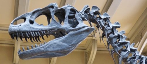 Lo scheletro del Tirannosauro al Museo di Londra