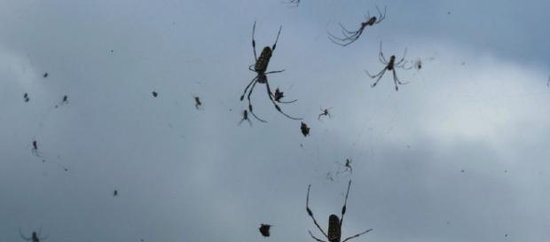 Pioggia di ragni nel cielo del sud est del Brasile per effetto di caldo e umidità. Pioggia di ragni nel cielo del sud est del Brasile per effetto di caldo e umidità.