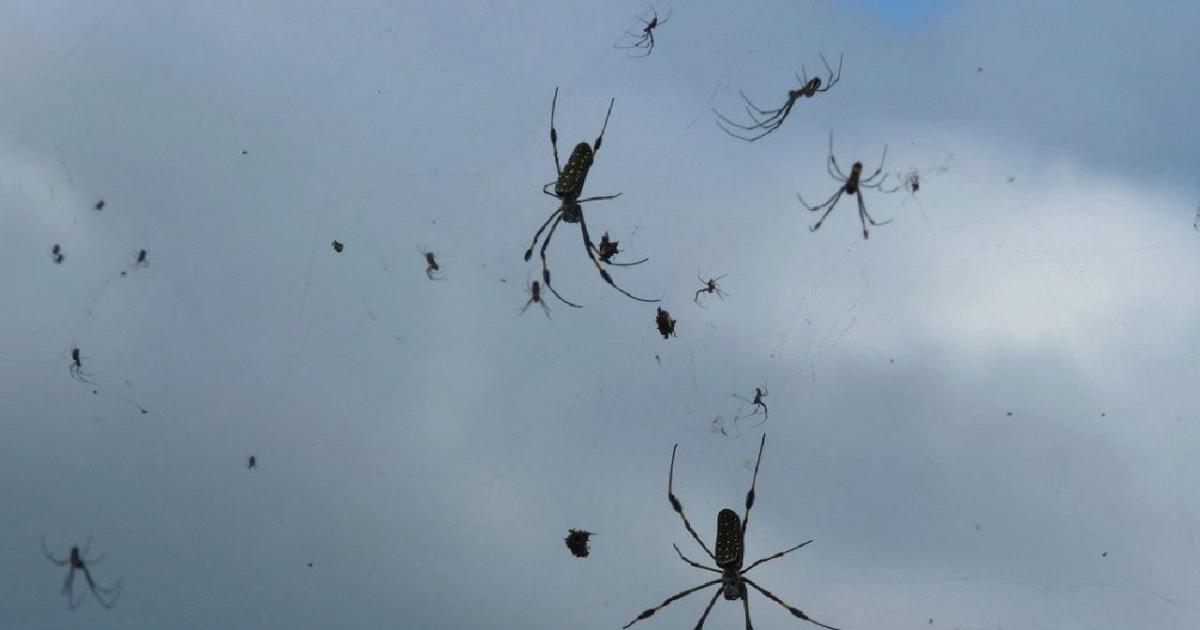 Brasile, piovono ragni dal cielo maxi illusione ottica causata da