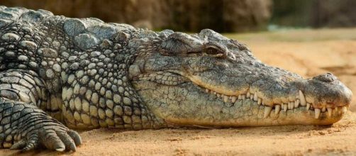 Cientista é devorada por crocodilo (Foto: Pixabay)