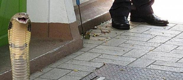 Livorno, cobra reale morde un uomo Livorno, cobra reale morde un uomo