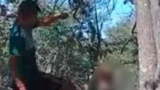 Appende il cane all'albero e lo uccide a calci e bastonate: &laquo;Non mi lasciava dormire&raquo; - Il Mattino