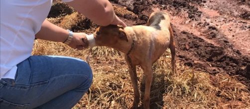 Cachorro estava muito debilitado - Foto: Associação de Proteção aos Animais de Rio Brilhante/Divulgação