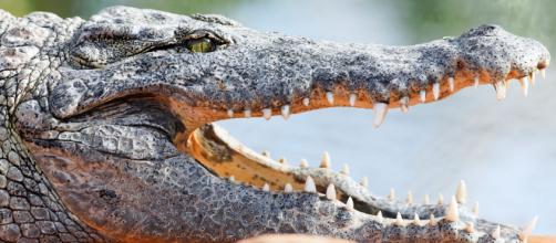 Indonesia, scienziata sbranata da un coccodrillo in un centro ricerca