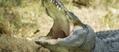 In Indonesia una scienziata è stata mangiata viva da un coccodrillo nel laboratorio di ricerca dove lavorava.