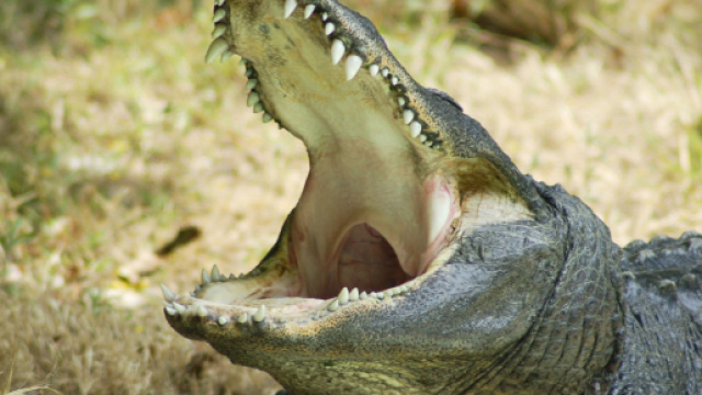 In Indonesia una scienziata è stata mangiata viva da un coccodrillo nel laboratorio di ricerca dove lavorava.