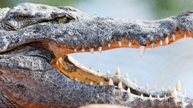 Indonesia, scienziata sbranata da un coccodrillo in un centro ricerca