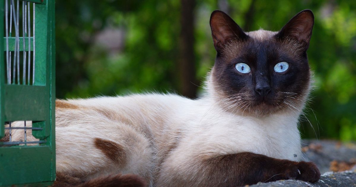 California, due gatti vivono in un loft in affitto da soli a 1500 dollari al mese California, due gatti vivono in un loft in affitto da soli a 1500 dollari al mese