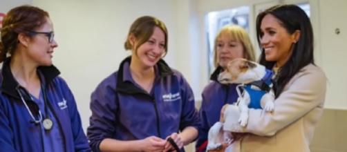 Meghan Markle cuddles puppies on Mayhew animal charity visit. [Image source/Breaking News YouTube video]