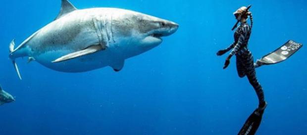 La biologa marina Ocean Ramsey ha incontrato 'Deep Blue' esemplare di squalo bianco di oltre sei metri: è tra i più grandi mai censiti. La biologa marina Ocean Ramsey ha incontrato 'Deep Blue' esemplare di squalo bianco di oltre sei metri: è tra i più grandi mai censiti.