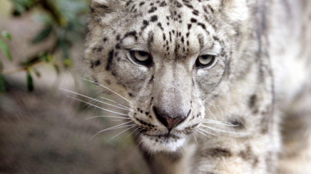 Staminali, una salvezza per gli animali a rischio estinzione? - fanpage.it