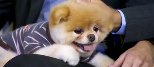 Boo, the "cutest dog in the world" has died at the age of 12. [Image ABC News/YouTube]