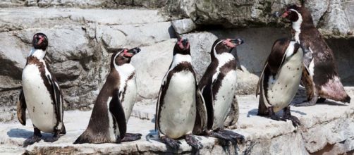 Two Humboldt Penguins were stolen from a zoo in Nottinghamshire in November and have now been recovered. [Image Pixabay]