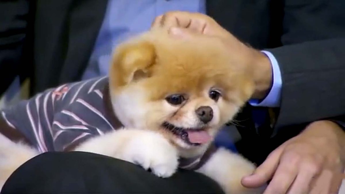 World's cutest dog' Boo dies 'from broken heart', US News