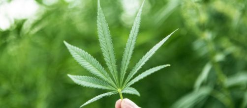Cannabis sempre più potente: dove si nasconde il pericolo secondo un recente studio