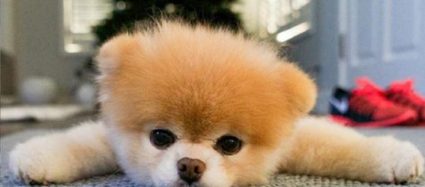Le chien le plus mignon du monde n'est plus de ce monde Le chien le plus mignon du monde n'est plus de ce monde
