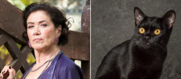 Valentina e o gato León, que em breve se tornará humano. (Reprodução/TV Foco) Valentina e o gato León, que em breve se tornará humano. (Reprodução/TV Foco)