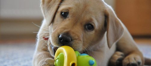 Allarme parvovirosi: il virus che uccide molti cani in Italia.