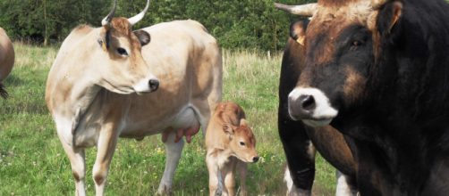 Prise de conscience autour du bien-être animal