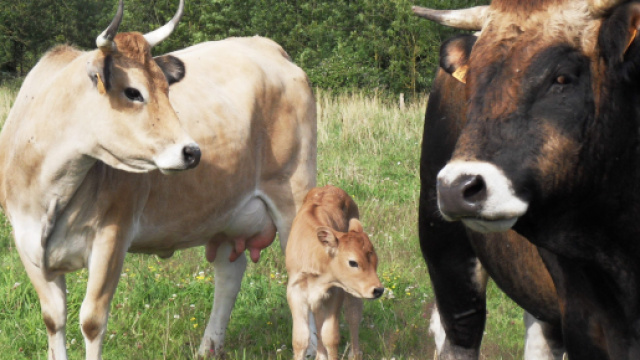 Prise de conscience autour du bien-être animal