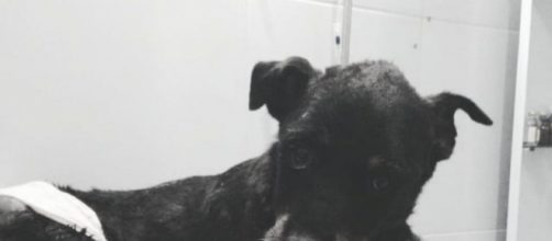 Dogão estava em estado grave e acabou morrendo. (Foto/Reprodução)