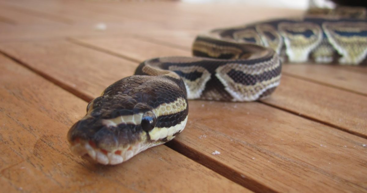 Australia, trovano un pitone nel water famiglia salvata dal