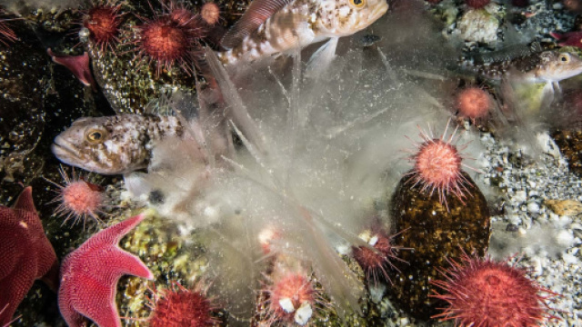 Ice-Climalizers, il laboratorio sommerso sotto i ghiacci dell'Antartide - oggiscienza.it