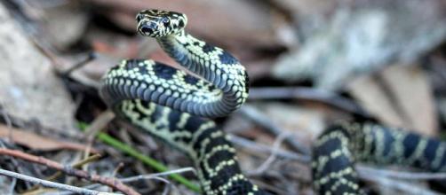 An Australian woman was bitten on the behind by a carpet snake in the toilet. [Image Alex Tomlinson/Wikimedia]