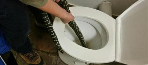 Mulher mordida por cobra píton enquanto usava o vaso sanitário (Foto: Jasmine Zeleny)
