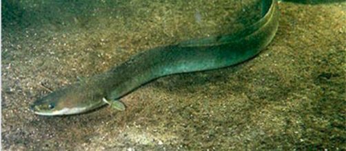 Cocaina nelle acque del Tamigi: le anguille diventano iperattive - Il Mattino