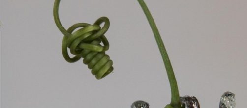 Una vera pianta rampicante attorno alla quale un robot-pianta avvolge come un viticcio (fonte: IIT) RIPRODUZIONE RISERVATA