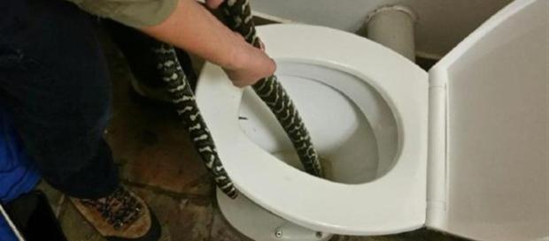 Mulher mordida por cobra píton enquanto usava o vaso sanitário (Foto: Jasmine Zeleny) Mulher mordida por cobra píton enquanto usava o vaso sanitário (Foto: Jasmine Zeleny)