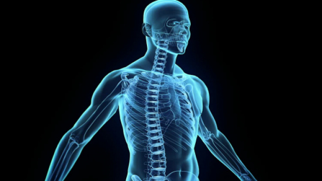 Scoperto un nuovo organo del corpo umano - altervista.org