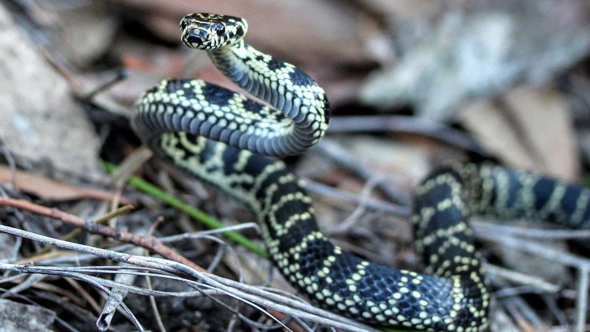 Australian woman bitten by snake in toilet