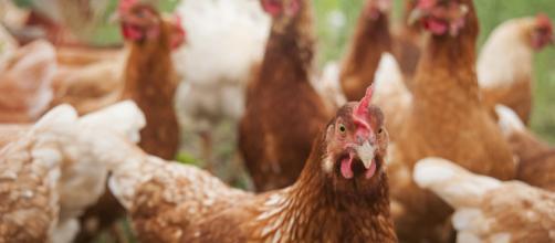 Polli geneticamente modificati per sconfiggere gravi malattie