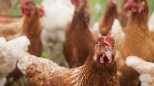 Polli geneticamente modificati per sconfiggere gravi malattie