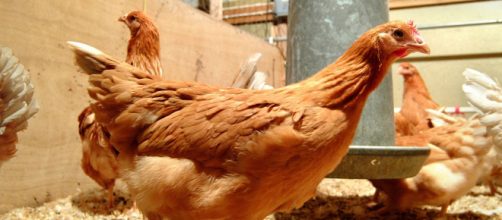 Usar os ovos das galinhas será uma opção mais econômica de produzir medicamentos. (Crédito da foto: Norrie Russell, The Roslin Institute).
