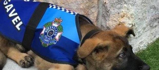 Gavel, el perro policía demasiado tierno Gavel, el perro policía demasiado tierno