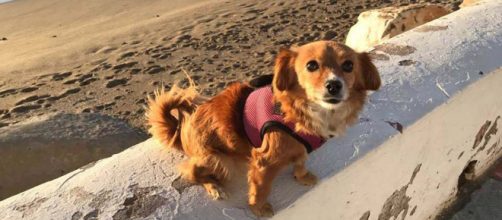 This little dog was stolen on the beach in La Cala de Mijas, Spain but was found. [Image credit - Own Work - Anne Sewell]
