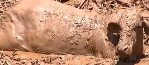Animais presos na lama em Brumadinho (Reprodução/RecordTV)