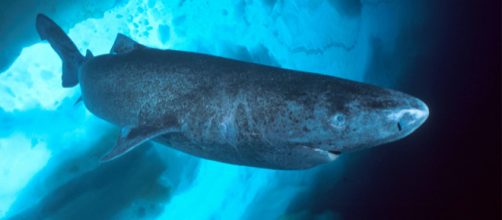 Imagen de un tiburón de Groenlandia